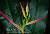 Heliconia psittacorum 'Tropical Night'